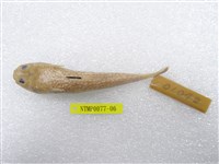 藏品(日本瞻星魚)的圖片